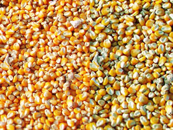 Fungicide