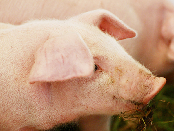 Pig disease related testing products
