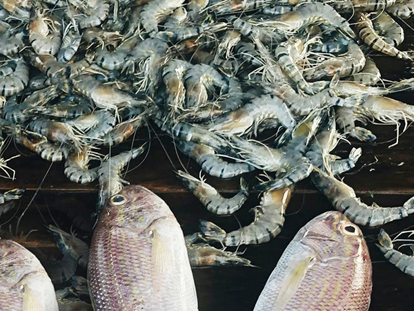 Aquatic animal disease related testing products